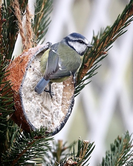 blue tit
